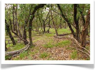 Austin Master Gardener