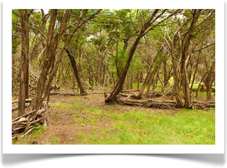 Austin Texas Landscaping Ranch